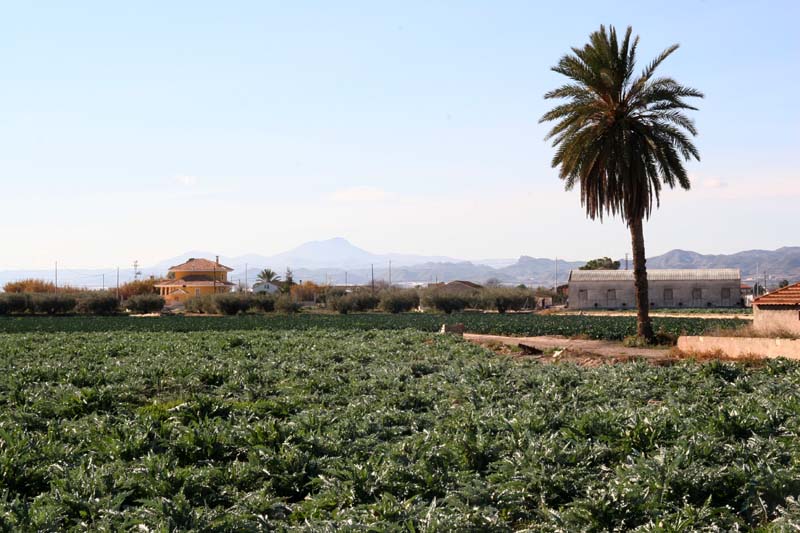 Plantacin cercana a Cazalla [Lorca_Cazalla] . 