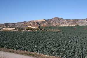 Agricultura de Torrecilla (Lorca) al fondo 