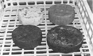 En las primeras elaboraciones de queso al vino en la quesera de la CARM se estudi cmo evolucionaba el queso durante los baos en vino y su posterior oreo