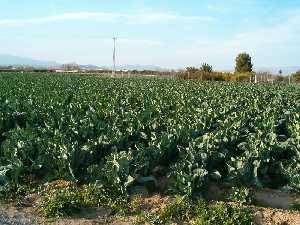 Campo de coles en Ribera de Molina 