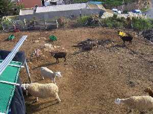 Granja de ganado ovino y caprino 