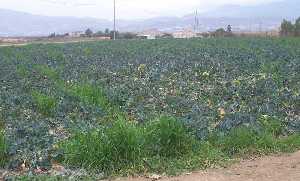 Cultivos agrcolas en El Raiguero (Totana) 