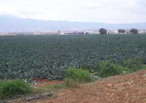 Cultivos en Raiguero 