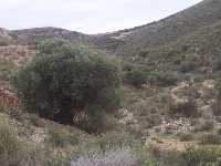 rboles y vegetacin en la Loma de Aguaderas 