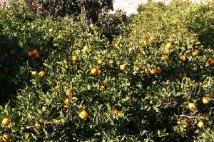 Naranjos de Los Baos 