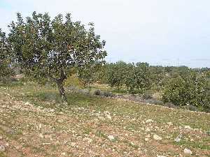 Plantacin de algarrobos en Corvera (Murcia) 