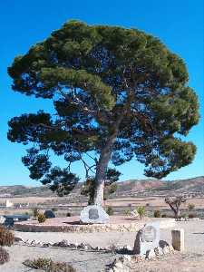 Uno de los pinos que da nombre a Fuente del Pino 