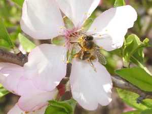 Todo empieza con abejas y flores, y acaba con miel y almendras [Caminos del Thader]