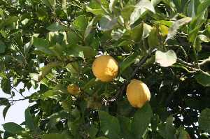 Limones en Santomera, la huerta murciana