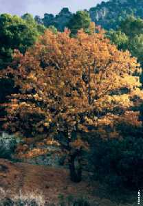 Quejigo. Quercus faginea 
