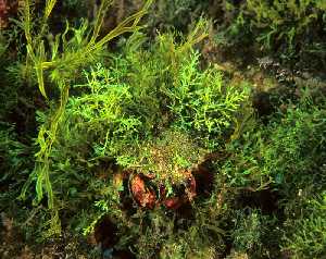 Figura 3. El cangrejo Maja crispata es muy difícil de detectar cuando su caparazón está bien recubierto de algas 