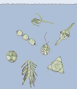 Figura 1.  Las algas microscpicas son los componentes del fitoplancton [Litoral sumergido]