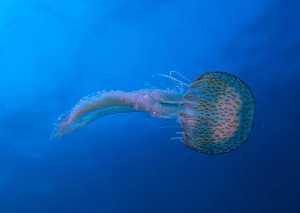 Figura 3. Las medusas son de las especies ms grandes del zooplancton y su cuerpo est formado por agua en casi el 90%