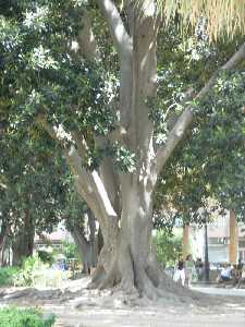 Ficus del Jardin de Floridablanca