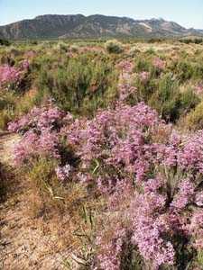 Saladares del Guadalent�n [El Valle del Guadalent�n]