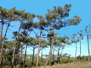 Pinus pimaster.Podemos obsercar la forma irregular que puede tener el rbol.