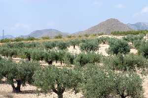 Cultivo de olivos en La Alquera (Jumilla) 