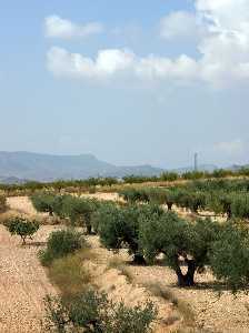 Vista General de Cultivos de Olivos 