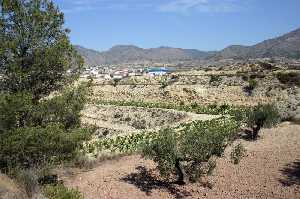 Cultivos de Olivos y Vid junto a Macisvenda 