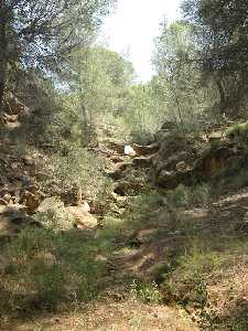 Cauce de la Rambla de la Cresta del Gallo. P. R. El Valle y Carrascoy.