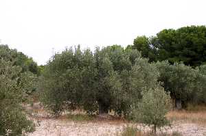 Plantacin de Olivos 