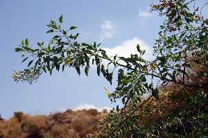 Acacia en el Montej 