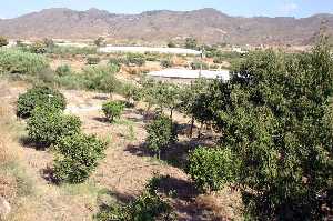 Campo de Morata, Cultivos e Invernaderos 