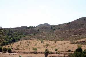 Cultivos de secano en la Sierra de la Almenara (Lorca) 