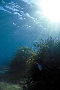 Posiodonia oceanica en el Mediterrneo [Murcia enclave ambiental]