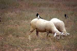 El pastoreo desempea una importante labor en la conservacin de los ecosistemas mediterrneos 