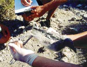 Anillamiento y toma de muestra de sangre de ejemplares jvenes de gaviota de Audoin 