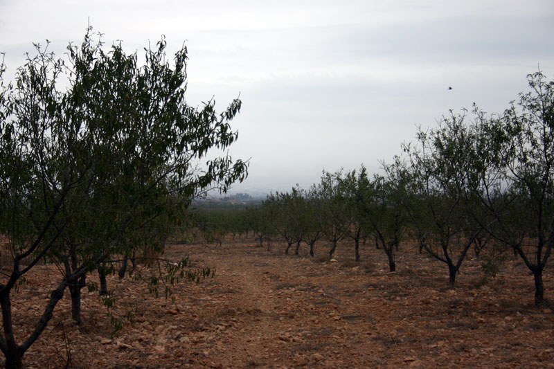 Cultivos de Almendros [Las Palas]. 