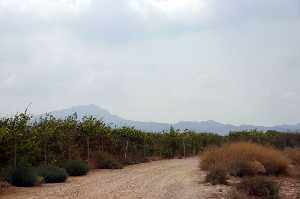 Vista del Camino Real de Cnovas (Fuente lamo) 