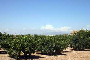Cultivos de frutales de El Jimenado (Torre Pacheco) 
