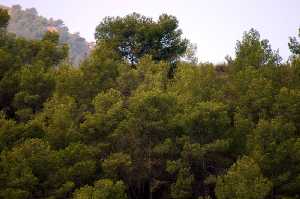 Paraje Natural Sierra de la Muela 