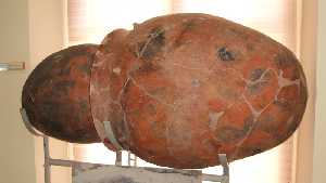 Urna doble en el Museo Arqueolgico de Lorca [La Bastida de Totana]