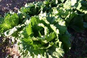 Lechuga