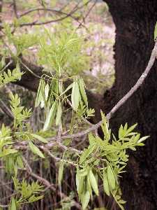 Fraxinus angustifolia