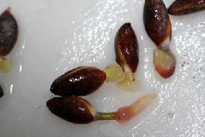 Semillas de Pinus nigra subsp. salzmannii sometidas al protocolo de germinacin