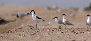 Zonas de descanso de aves migratorias en Salinas y Arenales de San Pedro