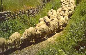 Rebao de ovejas