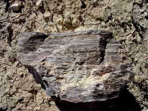 Slex laminado compuesto por palo T-C del Messiniense (Mioceno superior) de la Serrata de Lorca