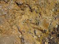 Detalle de las calizas arenosas prebticas del Cretcico inferior de la sierra de las Salinas (Yecla). Representan medios marinos litorales ricos en restos de moluscos (Nerinea sp.)