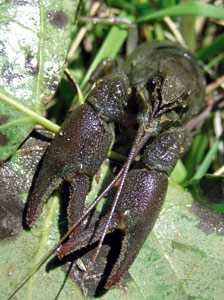 Cangrejo autctono de ro (Austropotamobius pallipes)