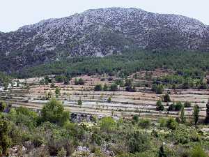 La nica poblacin conocida en Murcia se da en la cara norte de la sierra del Gigante (Lorca)