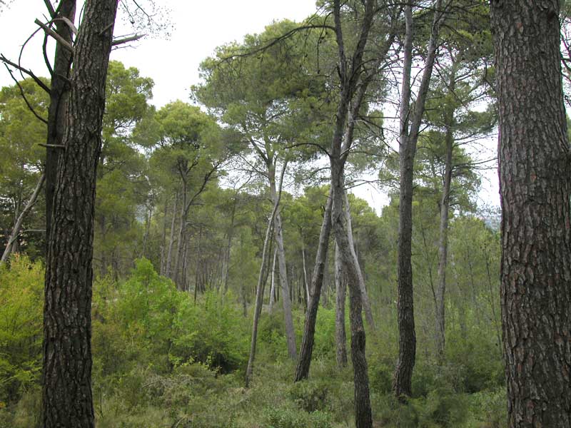 Vista del pinar y el sotobosque mediterrneo que lo tapiza. P. R. Sierra Espua.. Pedro Mansilla Torres
