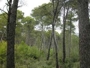 Vista del pinar y el sotobosque mediterrneo que lo tapiza. P. R. Sierra Espua.