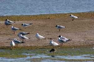 El Mar Menor alberga una extensa diversidad de aves acuticas