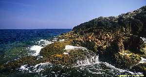 Figura 2. Esta franja de litoral tiene un alto valor ecolgico y sus especies son muy sensibles a todo tipo de vertido contaminante 