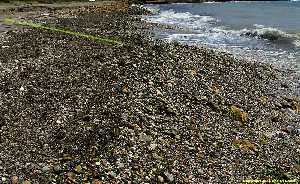Figura 2. Aspecto de la comunidad en una playa de cantos con arribazones en puntas de Calnegre 